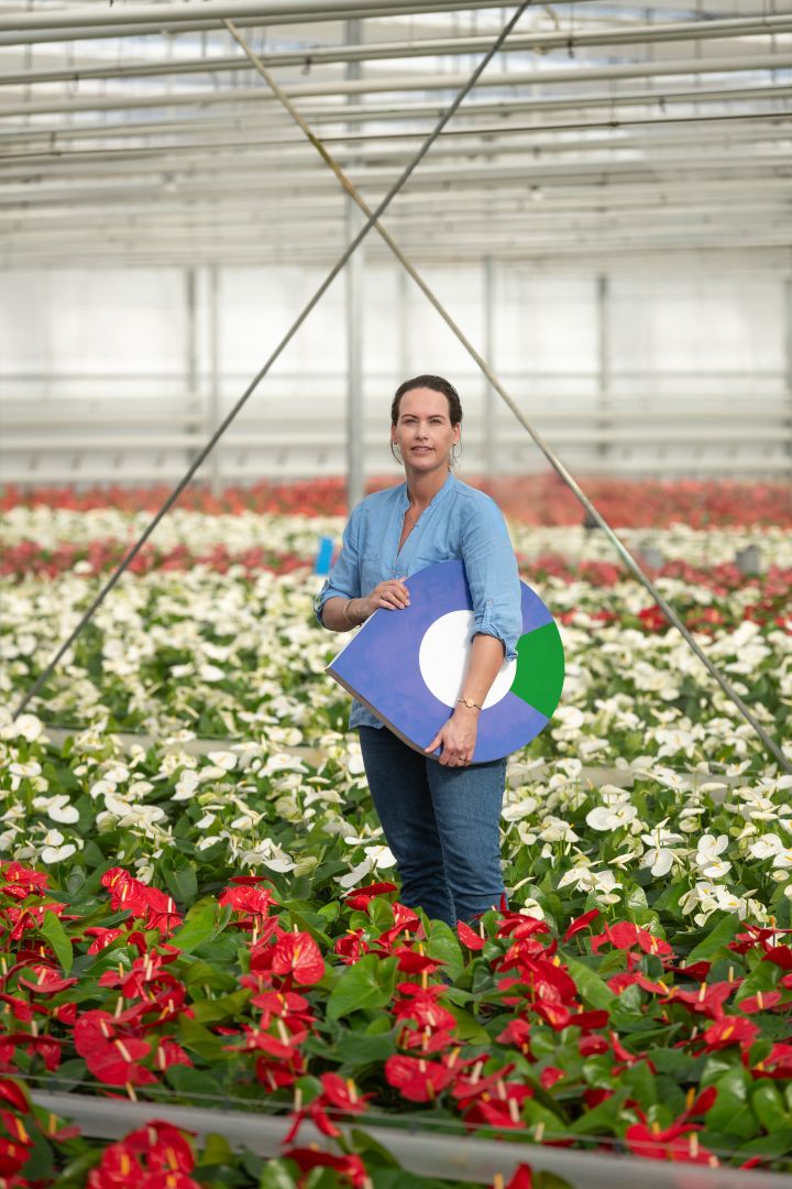 Een vrouw die een bloemenkweker is. Zij staat in een kas met een pointer regio groen onder haar arm. Achter haar zie je de grote kas waar heel veel Anthurium planten op een rij staan. Deze zijn rood en wit. De vrouw heeft en blauwe blouse aan en heeft donker haar in een staart. Zij staat tussen de planten.